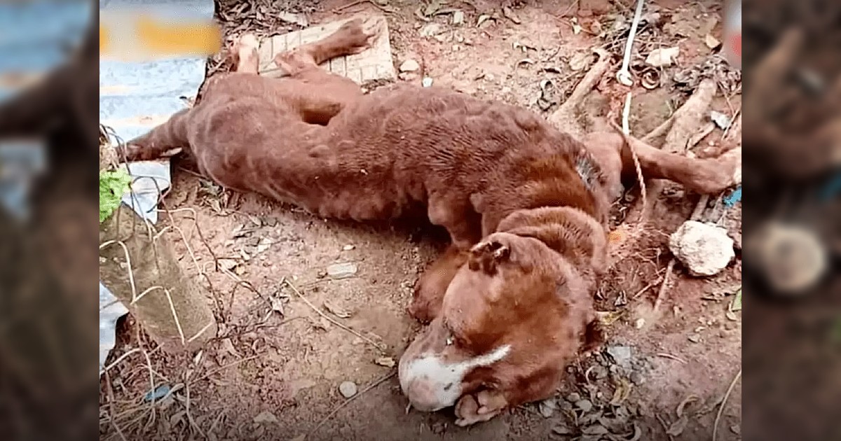 Un Émouvant Instant : Quand un Chien Blessé Trouve l'Espoir dans les Bras Bienveillants d'un Sauveur Compatissant.