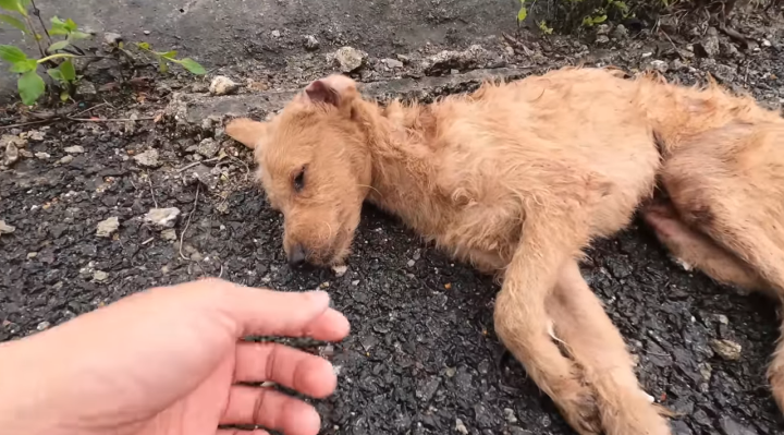 Un geste magnifique d'un étranger bienveillant sauve la vie d'un chien en détresse, une histoire de compassion inspirante.