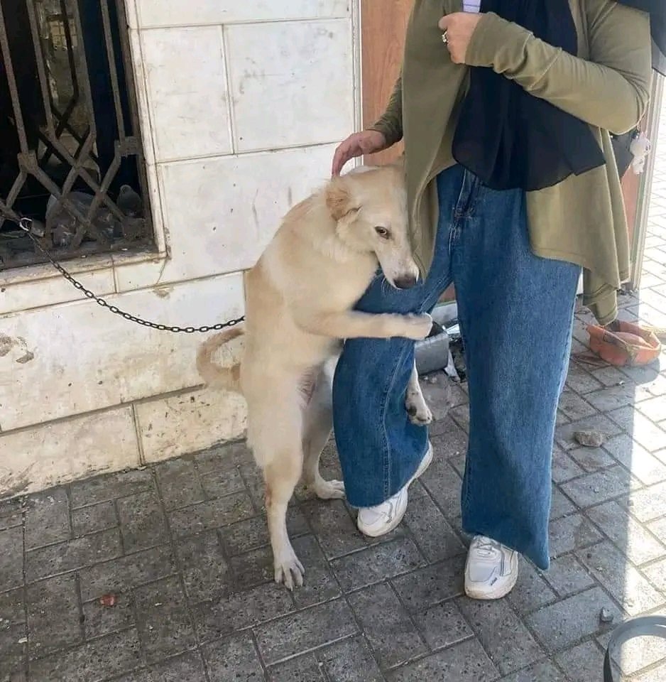 Demandes d'affection sans fin : Le chien en quête d'amour continue d'exprimer son désir d'affection envers ceux qui l'entourent.