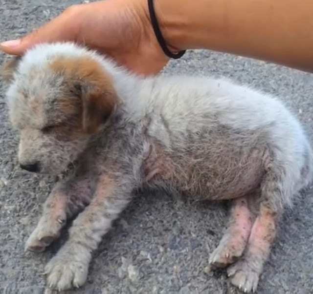 De la Solitude à la Compassion : L'Émouvante Histoire du Chiot Abandonné qui Trouva de l'Aide sur son Chemin.